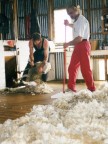 Oparau Garage Sheep Shearing at Bill Rogers Friends